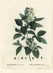 Édes gúnynarancs, angol som, Philadelphus coronarius. Tassaert kézzel színezett foltmetszet Pierre-Joseph Redoute illusztrációja nyomán Henri Louis Duhamel du Moncel Treat des Trees et Shrustes című művéből, Párizs