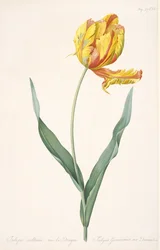 Tulipa Gesneriana var. Sárkány papagáj tulipánja, 1816.