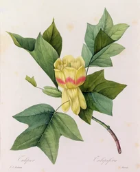 Tulipifera (színes metszet)