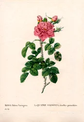 Variegated Four Seasons pink, Rosa damascena var. bifera. Kézzel színezett rézmetszet, Pierre Joseph Redoute „Les Roses” Paris című művéből