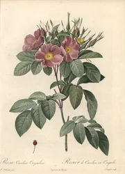 Virginia rózsa, sötét virágok – Eau forte de Langlois, Pierre Joseph Redoute (1759-1840) illusztrációja alapján, a Les Rosesból