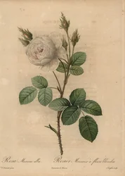 Fehér káposzta rózsa, Rosa muscosa alba