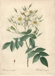 Fehér virágok pézsmarózsa – Eau forte de Chapuy, Pierre Joseph Redoute (1759-1840) illusztrációja alapján, a Les Roses-ból