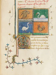 Oldal az angol Bartholomew "The Properties of Things"-ből, Jean Corbechon francia fordításában, 1390 körül