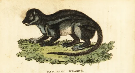 Széles csíkos madagaszkári mangúz, Galidictis fasciata.,1800 (metszet)