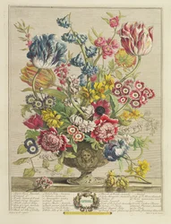 Április, a „Tizenkét hónap virágból”, Robert Furber (kb. 1674-1756), metszett Henry Fletcher (fl.c. 1729), megjelent 1730-ban (színes akvatinta) (lásd még: 125934)