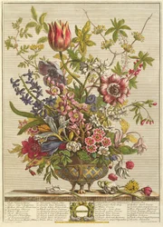 Február, Robert Furber (kb. 1674-1756) „Tizenkét hónap virágai” című művéből, Henry Fletcher metszete