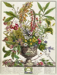 Január, Robert Furber (1674-1756 körül) „Tizenkét hónap virágai” című művéből, Henry Fletcher metszete