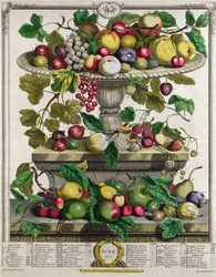 Június, a „Tizenkét hónap gyümölcsei” című műből, Robert Furber (kb. 1674-1756) alkotása, Henry Fletcher metszete, 1732