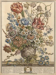 Március, Robert Furber (1674-1756 körül) "Twelve Months of Flowers" című művéből, metszette Henry Fletcher (színes metszet).