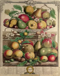 Március, a „Tizenkét hónap gyümölcsökből”, Robert Furber (kb. 1674-1756), metszett Henry Fletcher, 1732 (színes metszet)