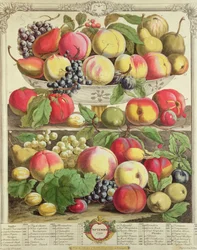 Szeptember, a „Tizenkét hónap gyümölcsök” című művéből, Robert Furber (kb. 1674-1756), metszett Henry Fletcher, 1732 (színes metszet)