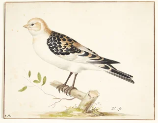 Snespurvban (plectrophenax nivalis)
