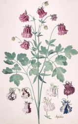 Columbine vagy Granny