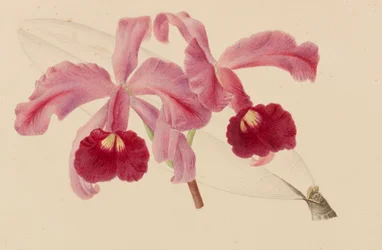 Eredetiek a kertészeti és arborisztikai kiadványokból, 1878-1881.