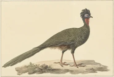 Penelope, a földön