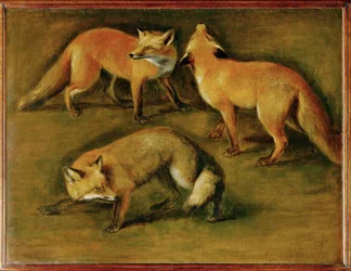 A fox (festmény vászonra)