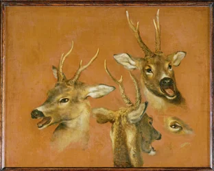 Head studies of a roebuck (festmény vászonra)