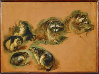Marmots and raccoons (festmény vászonra)