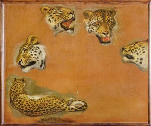 Sketches of a panther (festmény vászonra)