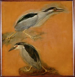 Két kócsag (festmény vászonra)