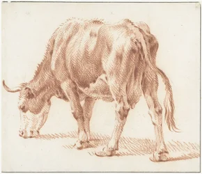 Legelő tehén, balra