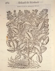 Bazsalikom (ocymum basilicum), Pier Andrea Mattioli metszete