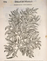 Közönséges naspolya (Mespilus germanica), Pier Andrea Mattioli metszete