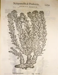 Aranygyökér vagy rózsagyökér (Rhodiola rosea), Pier Andrea Mattioli metszet