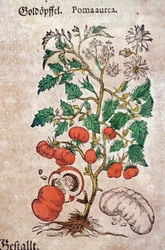 Herbárium: Pomum aureum botanikai ábrázolása, paradicsomnövénnyel (Caulis floridus). Metszet Pietro Andrea Mattioli (Matthioli) „Kreutterbuch des Hochgelehrten und weitberühmten Herrn D. Petri Andreae Matthioli” című művében