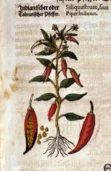 indiai bors. Metszet - „” Kreutterbuch Dess magasan tanult és jól ismert Mr. D. Petri Andreae Matthioli”-ban, Pietro Andrea Mattioli (Matthiole) (1500-1577). Frankfurt