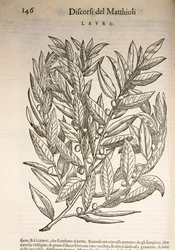 Laurel (Laurus), Pier Andrea Mattioli metszete