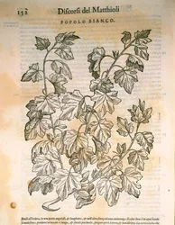 Nyárfa (Populus), Pier Andrea Mattioli metszete