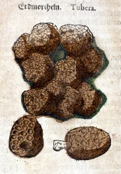 Burgonya vagy burgonya. Metszet - „” Kreutterbuch Dess magasan tanult és jól ismert Mr. D. Petri Andreae Matthioli”-ban, Pietro Andrea Mattioli (Matthiole) (1500-1577). Frankfurt