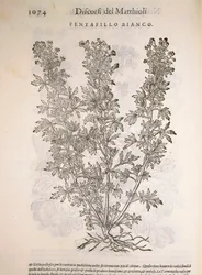 Ezüstfű (Potentilla alba), Pier Andrea Mattioli metszete