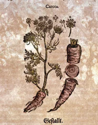 A répa. Metszet - „” Kreutterbuch Dess magasan tanult és jól ismert Mr. D. Petri Andreae Matthioli”-ban, Pietro Andrea Mattioli (Matthiole) (1500-1577). Frankfurt
