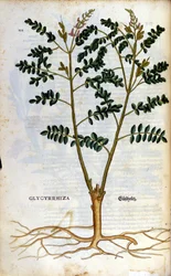 Az édesgyökér. Metszet - a „” Kreutterbuch dess magasan tanult és jól ismert Mr. D. Petri Andreae Matthioli”-ban, Pietro Andrea Mattioli (Matthiole) (1500-1577). Frankfurt