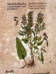 A melissa. Metszet - „” Kreutterbuch Dess magasan tanult és jól ismert Mr. D. Petri Andreae Matthioli”-ban, Pietro Andrea Mattioli (Matthiole) (1500-1577). Frankfurt