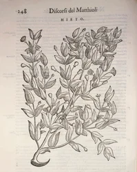 Igazi mirtusz (Myrtus communis), Pier Andrea Mattioli metszete