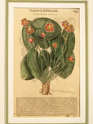 Sárga tavirózsa (Nymphaea lutea), színes metszet