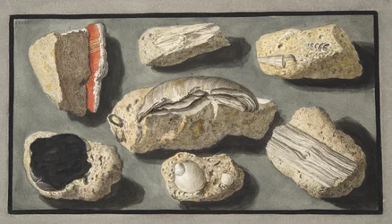 Tufa-példányok, amelyeket Herculaneumban és környékén találtak, XXXXV. tábla, Sir William Hamilton (1730-1803) „Campi Phlegraei: Observations on the Volcanoes of the Two Sicilies” című művéből, 1776.