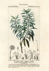 Százszorszép, Globularia salicina