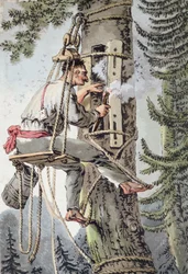 Mézgyűjtő lengyelországi Podlaskie tartomány parasztja, 19. század eleje (színes litho)