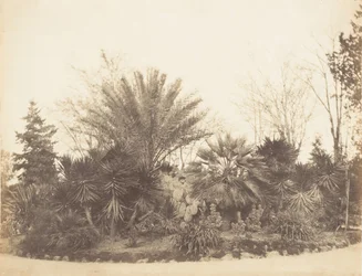 Pincian Garden, Róma, 1853-56.