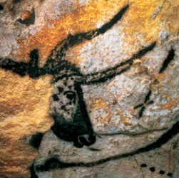 Őstulkot (kihalt szarvasmarhafélét) ábrázoló barlangfestmény, Bikák terme, Lascaux-barlang, Montignac, Dordogne, Franciaország, paleolit magdaléni korszak (festmény)