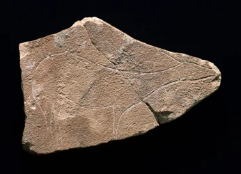 Szarvast ábrázoló petroglyf, Parpallo-barlang, Spanyolország. Felső paleolit, Solutreen (metszet)