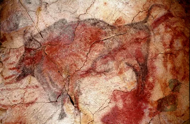 Őstörténet: „”nyugalmi bölény”” sziklafestmény a felső paleoloitikumról (magdalén) (16500 és 14000 év között) kőkorszaki bölénybarlang, Altamira, Santander, Spanyolország