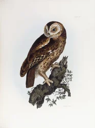 Tawny Bagoly, 1841