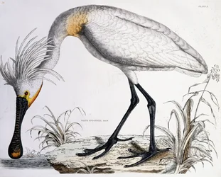 Fehér kanalascsőrű, 1834
