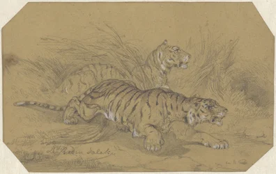 Két tigris oson a fűben